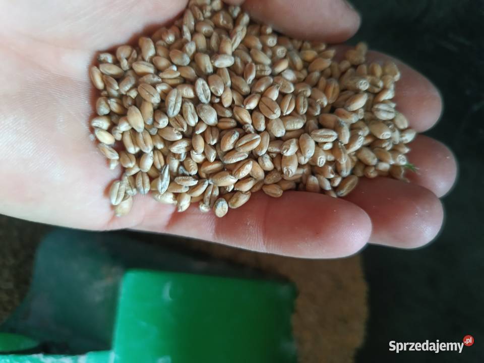 Pszenica ozima Łąkta Górna