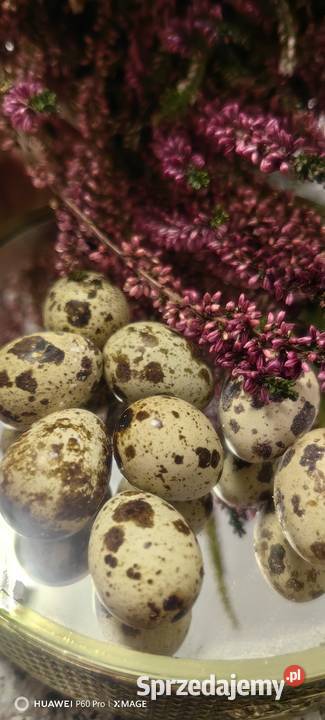 Jajka przepiorcze Ruda