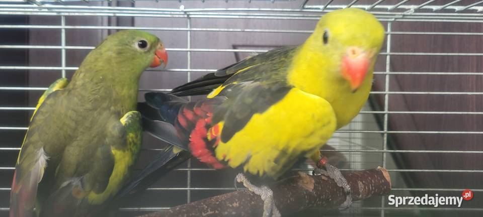 Samiec papugi górskiej Ptaki Wieliczka