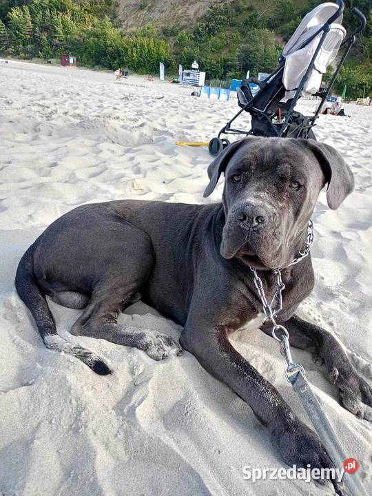 Cane corso piesek nie całe 2 latka Łódź