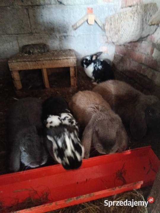 Sprzedam barany francuskie Giełda zwierząt małopolskie Morawczyna sprzedam