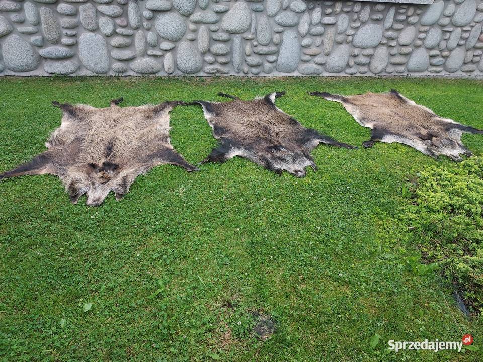 Dzik Skóra z Dzika Dekoracyjna Trofeum Skóry z