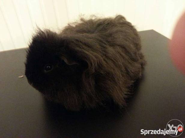 Świnka morska rasa Texel Łódź