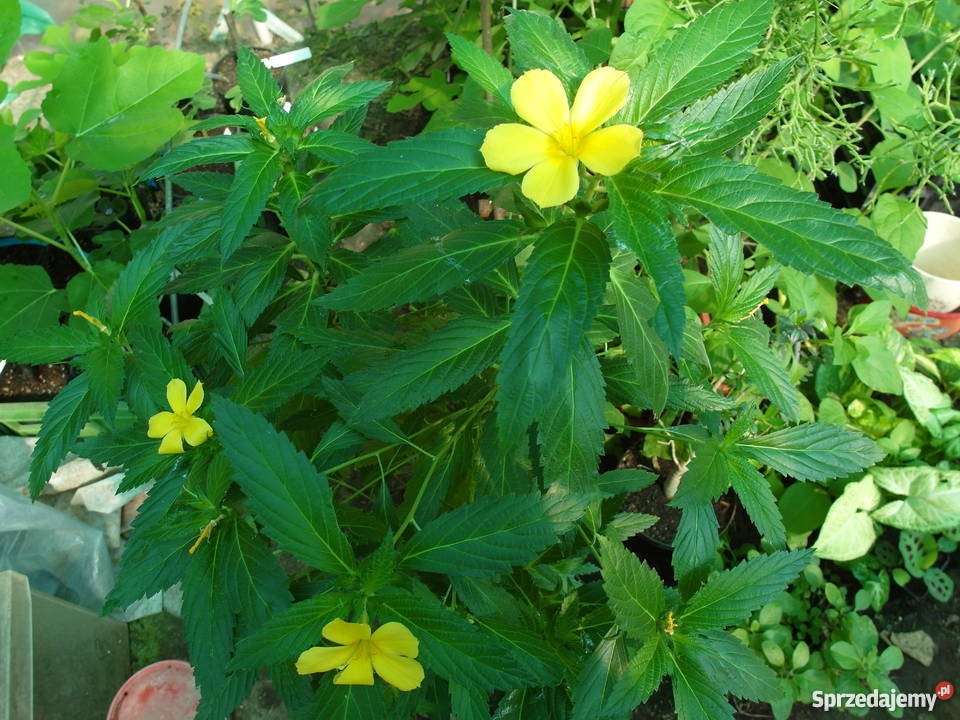 Damiana Turnera diffusa nasiona Gostyń