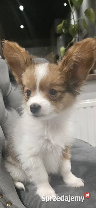 Papillon FCIZKWP Spaniel Kontynentalny Pozostałe Jelenia Góra