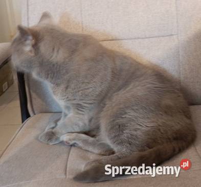 Kotka Brytyjska piękna i grzeczna lubuskie Brody