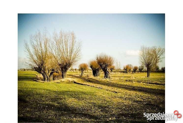 siedlisko 12 ha DOM na Żuławach 120 m2 Pordenowo sprzedam