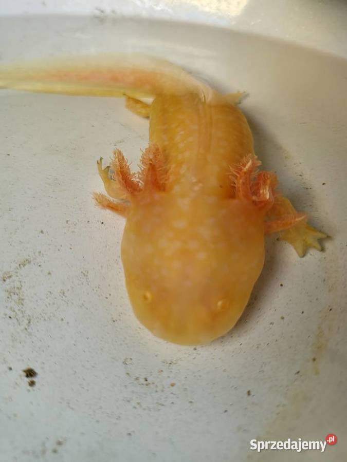 Sprzedamzamienię Axolotla Stalowa Wola