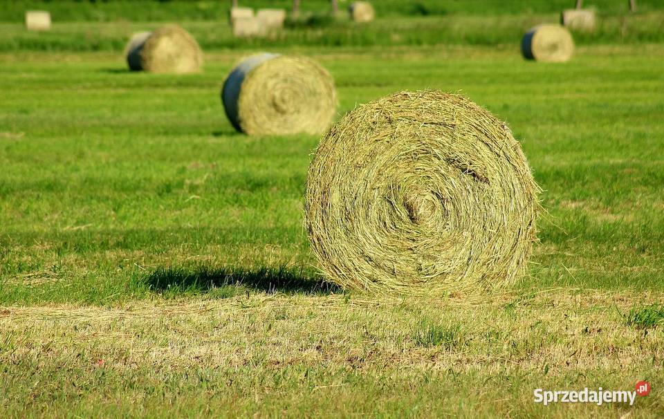 Sianokiszonka bele 120 sprzedam zamienię Czarna Średnia