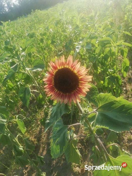 Słonecznik ozdobny kwiaty cięte Pozostałe Szostaki sprzedam