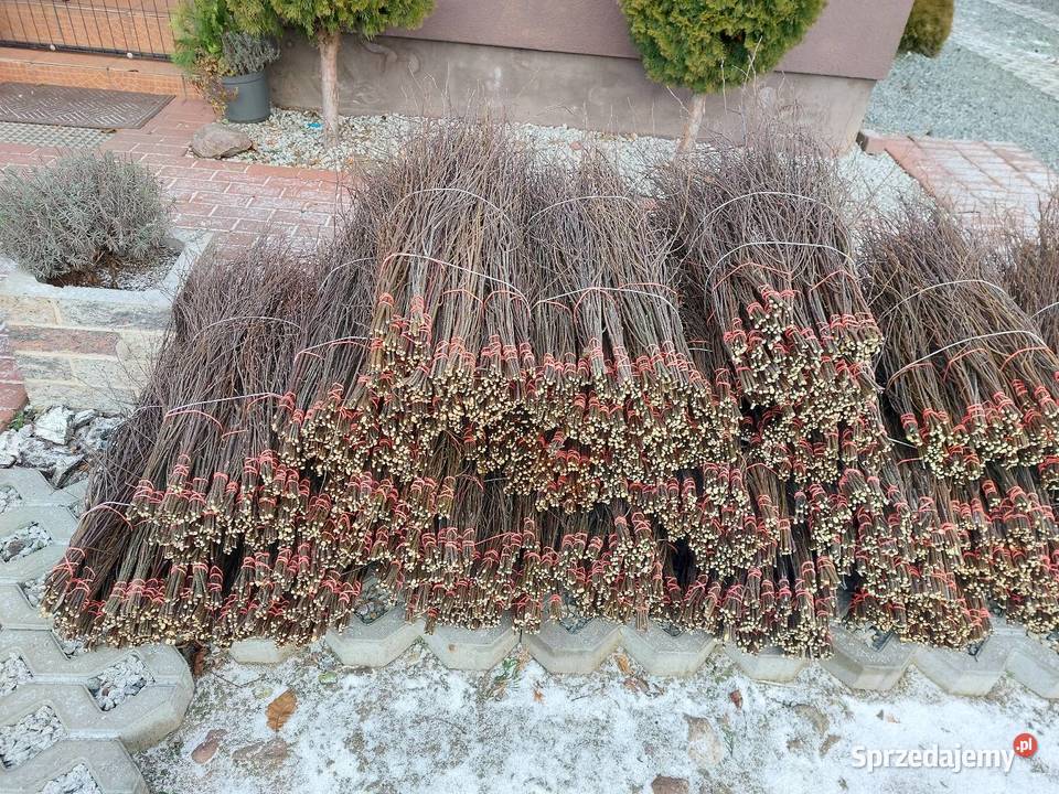 Sprzedam galazki brzozy Kleczew