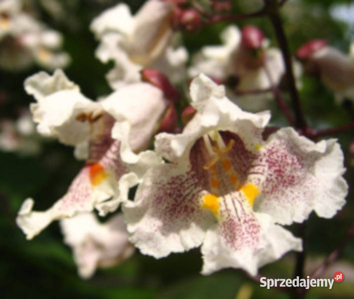 SURMIA ZWYCZAJNA Catalpa bignonioides NASIONA Lubanie
