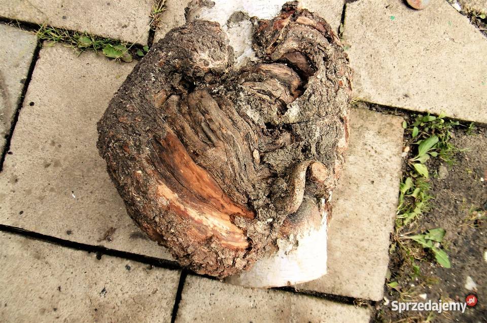 czeczota brzozowa narośl obrzęk