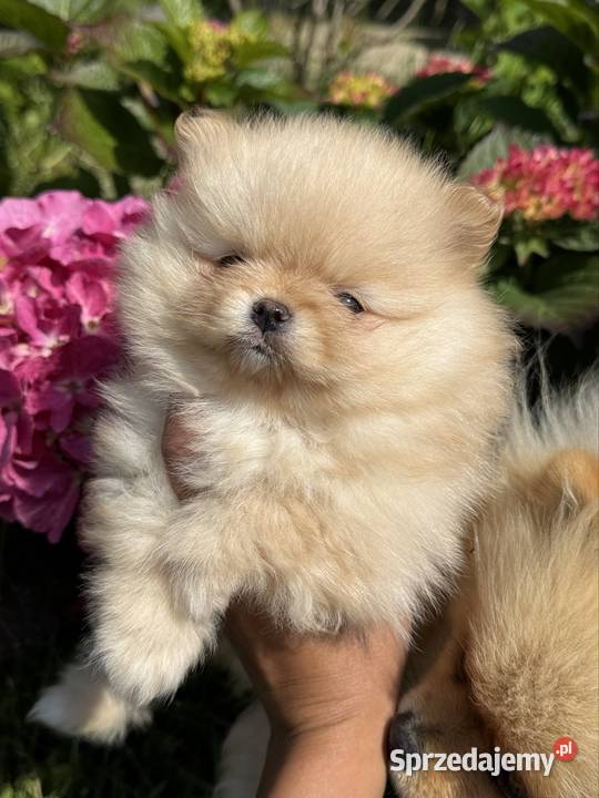 Szpic miniaturowy Pomeranian 700g Boo pomorskie Gdańsk sprzedam