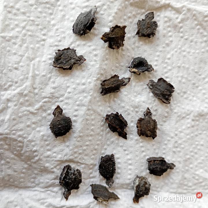 nasiona Cyklantera Bukowno sprzedam