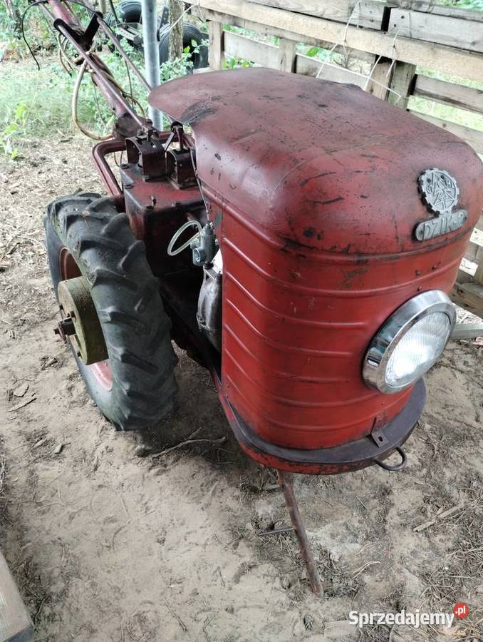 Dzik 2