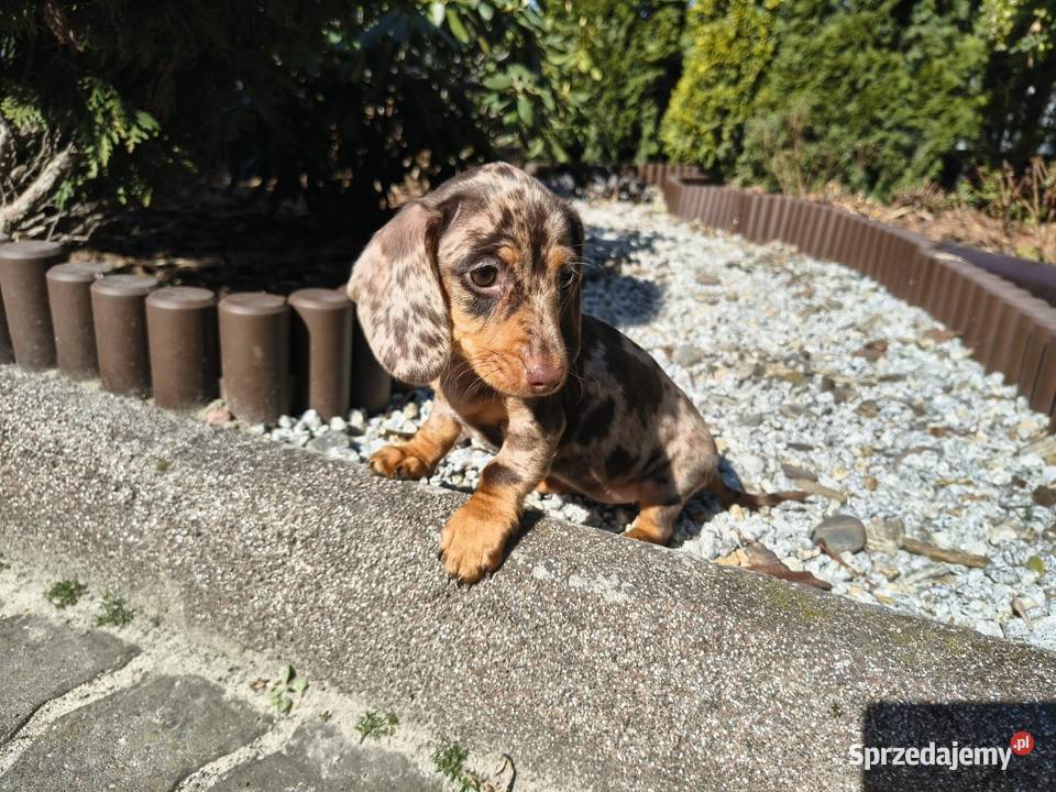 Jamnik długowłosy Choco merle czekoladowy Żychlin