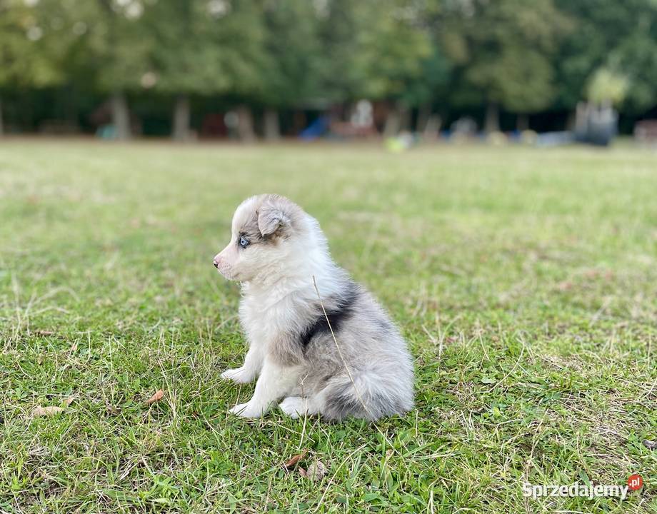 Border collie suczka Pozostałe Ostrowiec Świętokrzyski