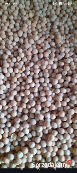 Groszek batuta centrali