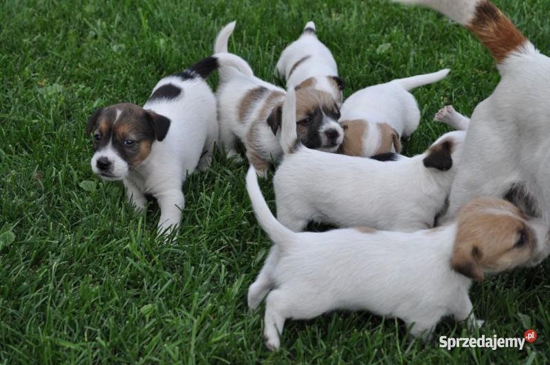 Jack Russell Terrier szczenięta lubelskie Zamość sprzedam