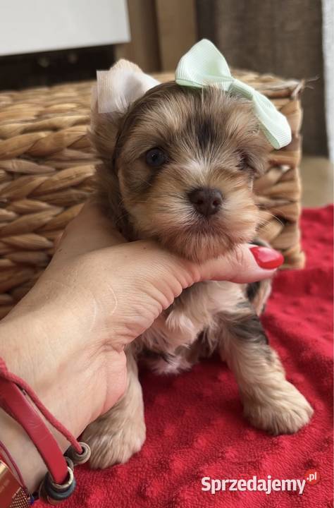 Chocomerle Yorkshire Terrier Myślenice
