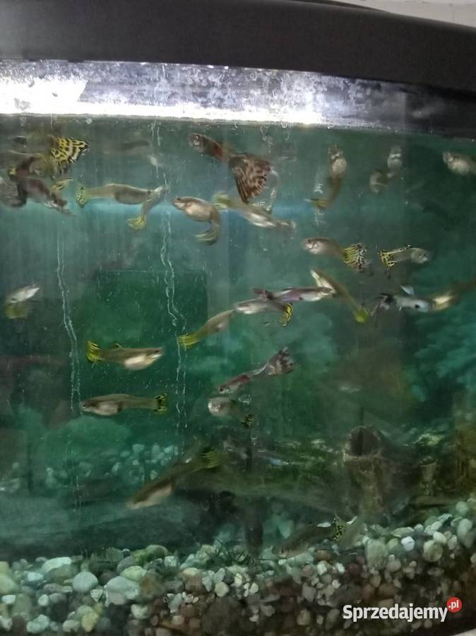 Akwarium mazowieckie Wyszków sprzedam