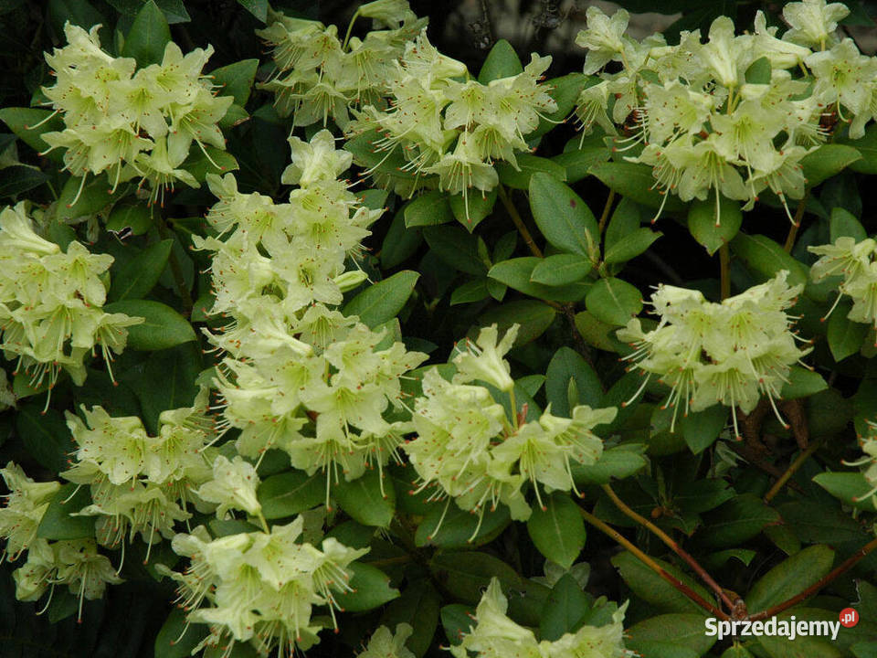 Różanecznik Princess AnneRhododendron Princess Grójec