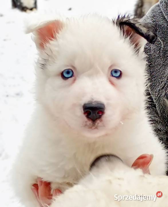 Szczeniaki Lajka Jakucka świętokrzyskie Smyków