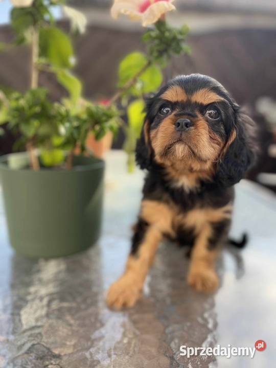 Piękny Pies Cavalier King Charles Spaniel Zwierzęta Młodocin