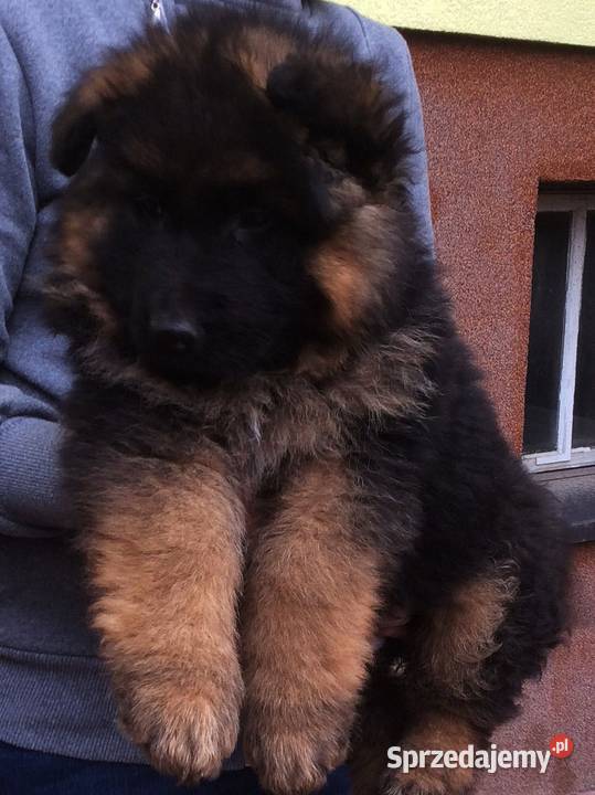 Owczarek niemiecki długowłosy potezne szczeniaki Owczarek Klimontów