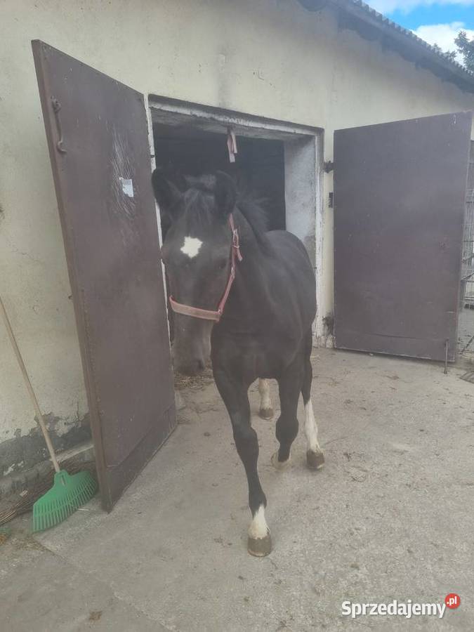 Klacz Śląska ze źrebakiem Klacz Źrebak Źrebak Koluszki