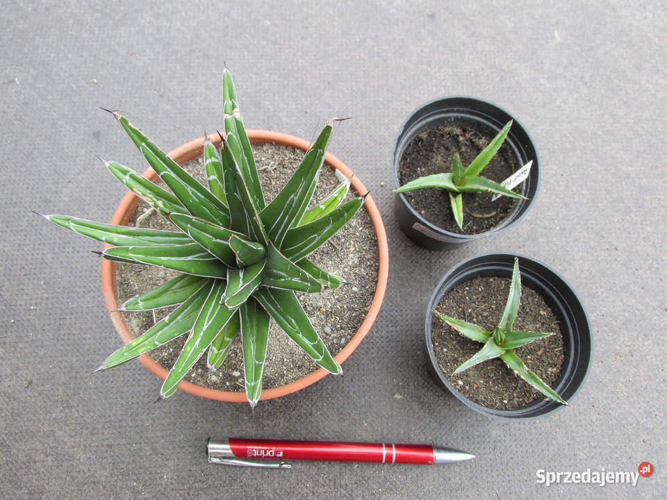 Miniaturowa agawa Agave VictoriaeReginae Comp Kraków