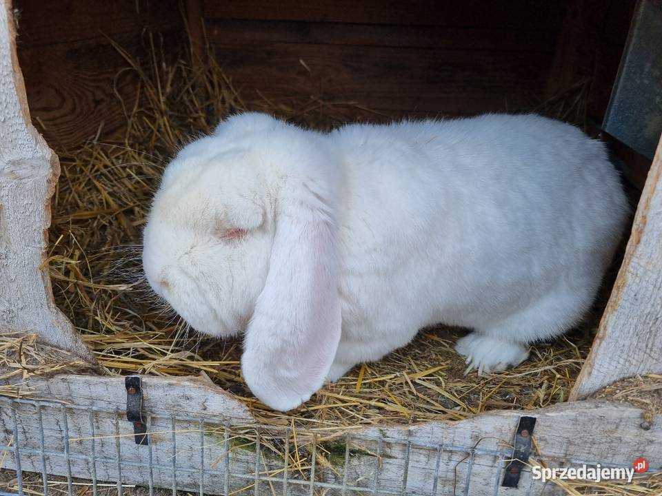Króliki Baran francuski biały Władysławów