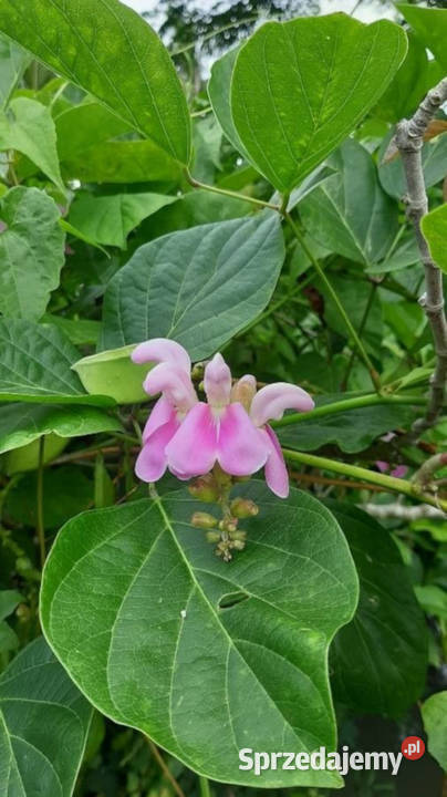 KANAWALIA MIECZOKSZTAŁTNA  Canavalia ensiformis Lubanie