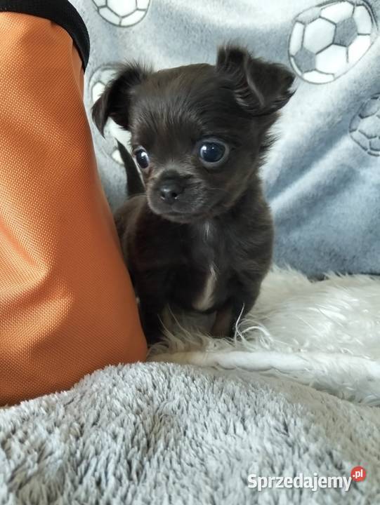 Niebieska długowłosa Chihuahua Konin