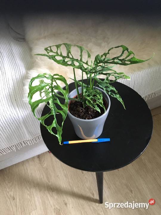 Monstara Peru Obliqua Warszawa sprzedam