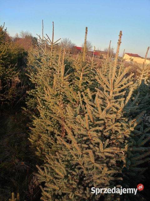 choinki świąteczne świerk srebrny zielony