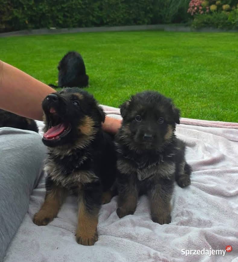 Owczarek Niemiecki szczenieta rodowod FCI Wiązów