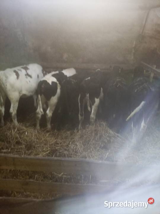 Sprzedam byczki Ostrów Wielkopolski