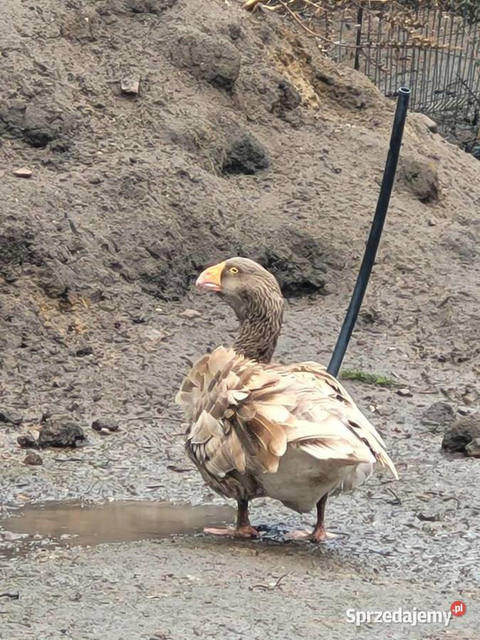 Gęsi bojowe tuluskie Zielona Góra