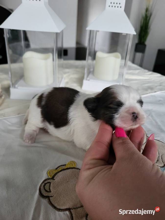 Pieski shih tzu tricolor i złoty z czarną maską Poręba