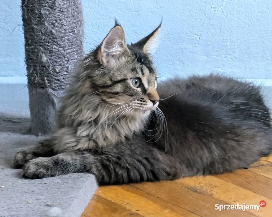 Kocięta Maine Coon z hodowli FIFe FPL rodowód Wrocław