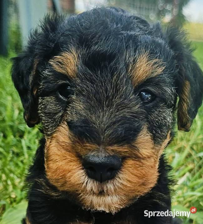 Terier walijski teriery walijskie welsh terrier Włocławek sprzedam
