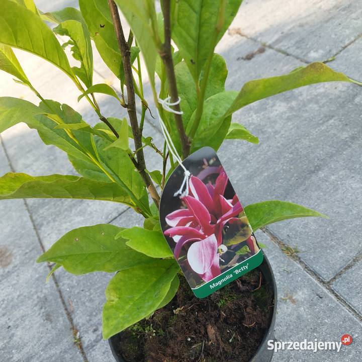 Magnolia sadzonki Stromiec sprzedam