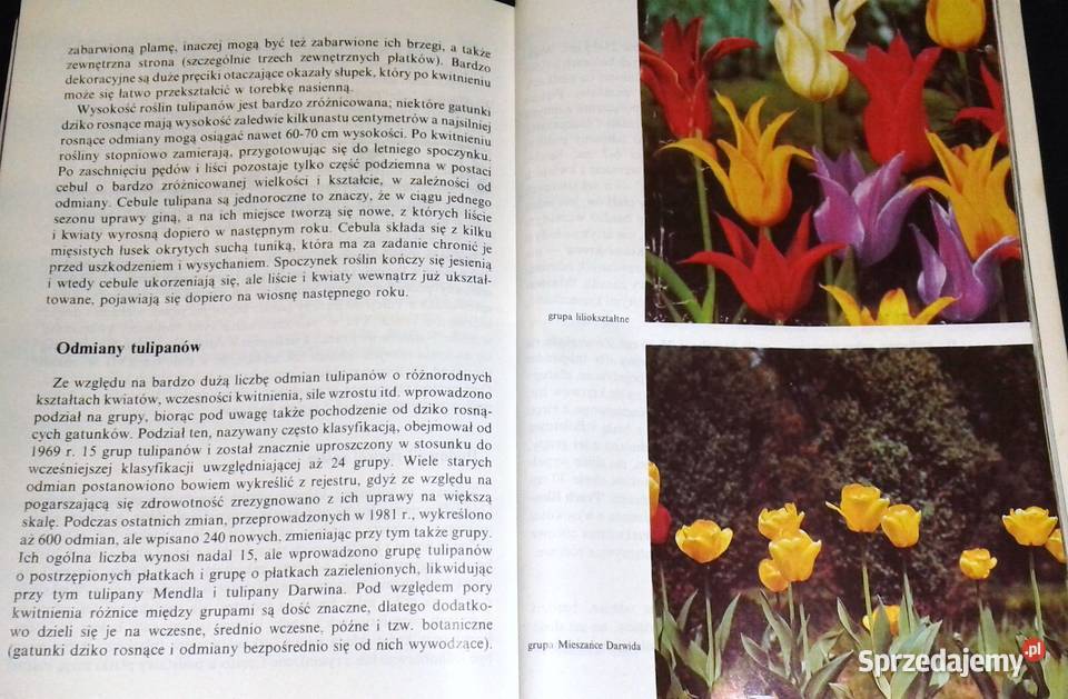 Kwitnące cebule Ozdobne rośliny cebulowe i lubelskie Chełm