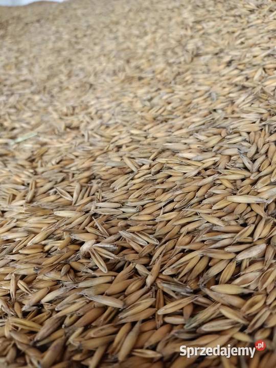 Sprzedam owies odmiana Rambo z 2025r Zboża Zboża Dynów
