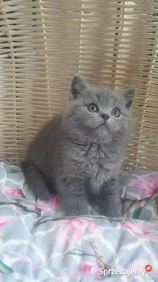 Kocurek Szkocki niebieski prostouchy