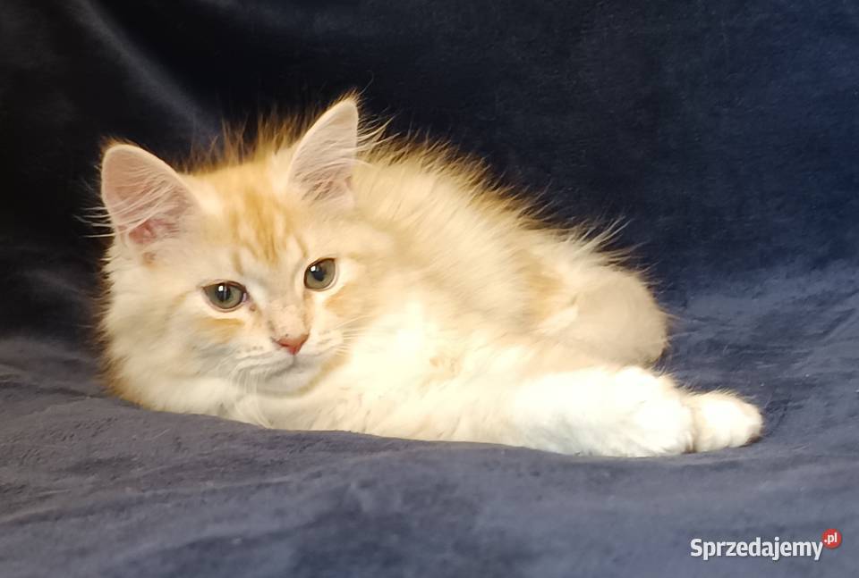 Koty Syberyjskie PICOLLO ZKolakowegoDomu Kwilcz