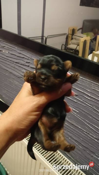 Yorkshire terrier Mochała