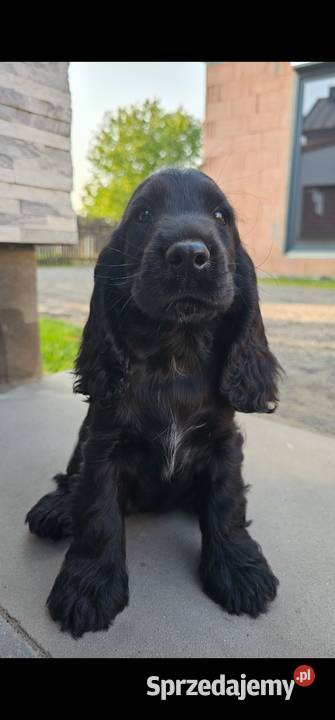 Cocker Spaniel Angielski Jasienie